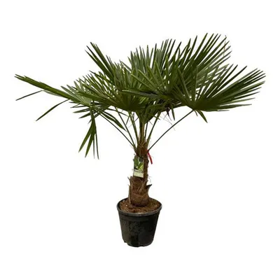 Produktbild von Everyplants Trachycarpus Fortuneii - 200 cm, Ø30 cm