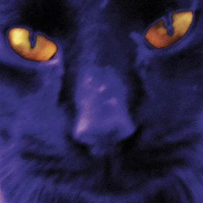 Obrázok produktu pre David And The Heavy Eights Kilgour: (CD / B)