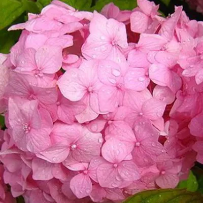 Obrázok produktu pre 2 x  Hortenzie  - Hydrangea macrophylla 'Sibilla'  | 25-30 cm v kontajneri