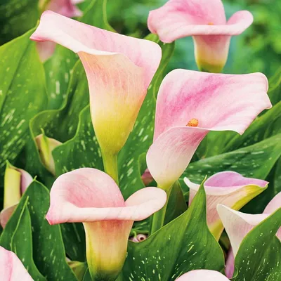 Immagine prodotto di Zantedeschia Calla Kalla Kalia Cameo 1 pz Bulbi da fiore tuberi