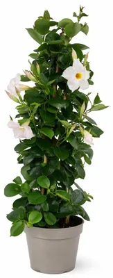 Obrázok produktu pre Mandevilla Dipladenia - Trichterblüte - Pyramídová forma - 17cm kvetináč - cca 65-70cm - biela