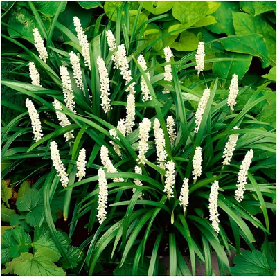 Produktbild von Stauden Gänge 10 x Liriope muscari ‚Monroe White' im 1 Liter Topf - Weiße Lilientraube - Weiße Schönheit für schattige Ecken - Winterhart