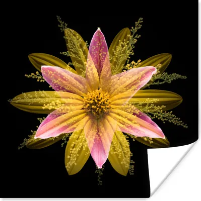 Produktbild von MuchoWow® Poster Eine gelbe Blume auf schwarzem Hintergrund 50x50 cm - Wohnzimmerdekoration