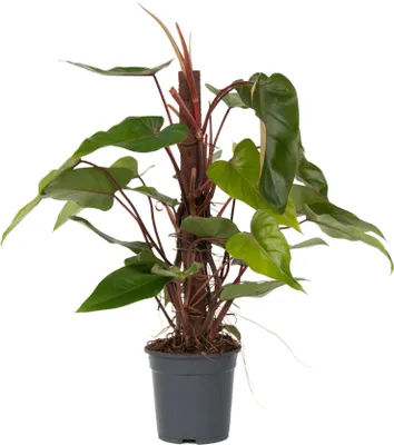 Zdjęcie produktu dla Roślina domowa - Philodendron 'Red Emerald' - 70-80 cm - Doniczka 19 cm