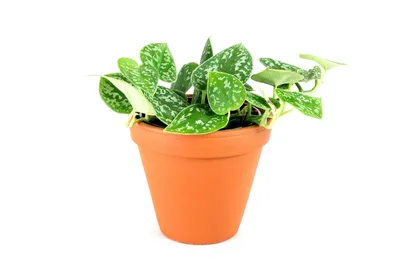Obrázok produktu pre Gardners Scindapsus pictus Argyraeus, priemer 12 cm