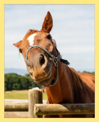 A horse looking at the camera over a wooden fence.