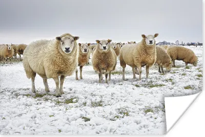 Produktbild von MuchoWow® Poster Schafe - Wolle - Schnee 30x20 cm - Plakate - Print