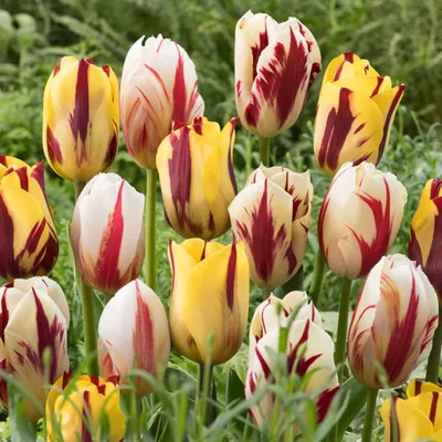 Obrázok produktu pre Cibuľky tulipánov, mrazuvzdorné, viacročné - kolekcia Rembrandt - 20 cibuliek - Skutočné rastliny z Holandska - Cibuľky tulipánov vhodné do záhrady, do kvetináčov a na balkón (väčšie cibuľky, nie semená, nie umelé)