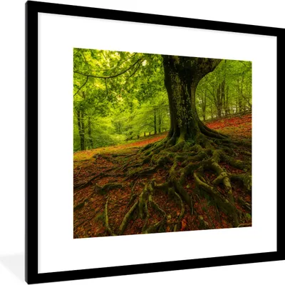 Produktbild von MuchoWow® Gerahmtes Poster Baum - Wald - Herbstblätter 40x40 cm - Poster mit Schwarzem Bilderrahmen Wandposter Rahmen Foto Bilder - Poster - Plakat im Rahmen