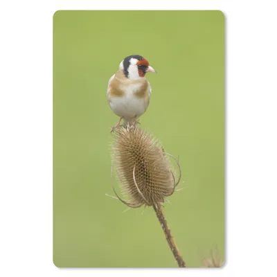 Produktbild von MuchoWow® Mauspad Mousepad Ein kleiner Stieglitz sitzt auf einer Blume 18x27 cm - Mousepads - Maus Mat - Pad - Mausunterlage