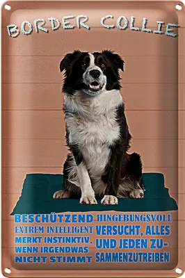 Produktbild von Blechschild Spruch 20x30cm Border Collie Hund intelligent