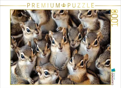 Produktbild von CALVENDO Puzzle Streifenhörnchen Kuschelhaufen | 1000 Teile Lege-Größe 64x48cm Foto-Puzzle für glückliche Stunden