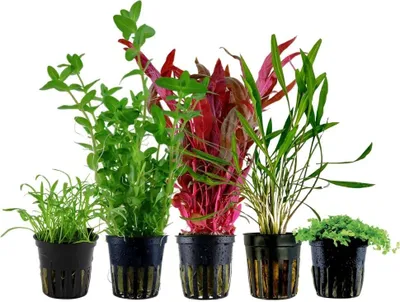 Produktbild von Pflanzen Set mit 5 Einsteiger Topf Aquarium Wasserpflanzen AquaOne Nr.213