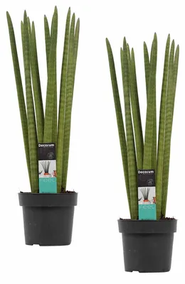 Produktbild von 2 Stück Sansevieria Cylindrica Straight ca. 40 cm Bogenhanf Schwiegermutterzunge bessere Raumluft