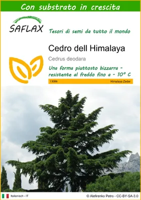 Immagine prodotto di SAFLAX - Cedro dell Himalaya - 35 semi - Con substrato - Cedrus
