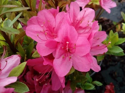 Produktbild von Japanische Azalee Rubinetta - Rhododendron obtusum Rubinetta - 30-40cm