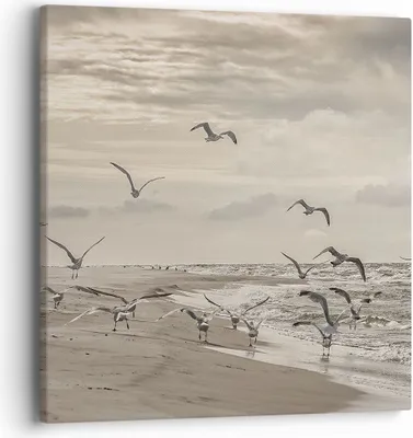 Produktbild von Bild auf Leinwand - Leinwandbild - Einteilig - Möwen Küste Boho - 40x40cm - Wand Bild - Wanddeko - Wandbilder - Leinwanddruck - Bilder - Wanddekoration - Leinwand bilder - Wandbild - AC40x40-4723