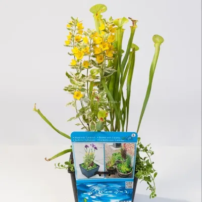 Productafbeelding van Moerings Mix Waterplanten | In 18CM Mand