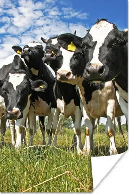 Produktbild von MuchoWow® Poster Kühe - Gras - Wiese - Tiere 40x60 cm - Plakate für die Wand - Poster Babyzimmer