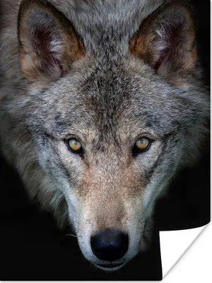 Produktbild von MuchoWow® Poster Wolf - Porträt - Schwarz 30x40 cm - Wandplakat - Poster Kinderzimmer