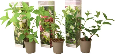 Image de Hortensia - Set de 3 - Hortensia paniculata - Hauteur 25-35cm - ⌀9cm