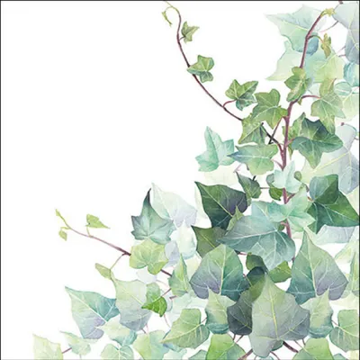 Produktbild von Servietten Papier 33x33cm 3-lagig mit Efeu Motiv in Aquarell 20 Stück