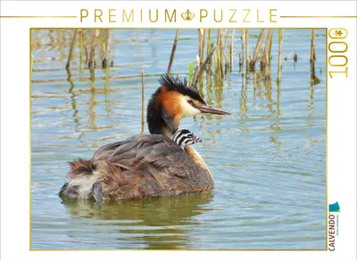 Produktbild von CALVENDO Puzzle Haubentaucher mit Nachwuchs | 1000 Teile Lege-Größe 64x48cm Foto-Puzzle für glückliche Stunden