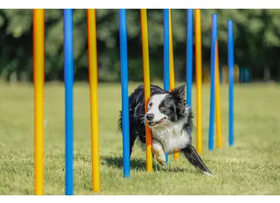 Produktbild von TRIXIE Fun Agility Slalom - blau/orange - ø 3 × 115 cm