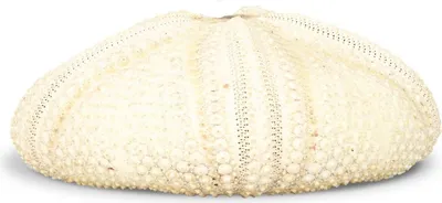 Produktbild von Seeigel Gehäuse groß, Durchmesser ca. 12-14cm | Astropyga radiata