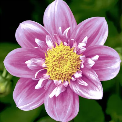 Produktbild von RP 20 Cocktailservietten Pink Flower 24x24cm