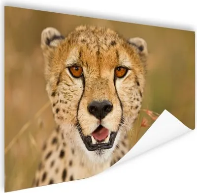 Produktbild von MuchoWow® Poster Leopard - Kopf - Pflanzen 90x60 cm - Schlafzimmer
