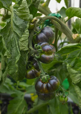 Produktbild von Blue Green Zebra Tomatensamen Blau grün gestreifte Gourmet Tomate 10 Samen