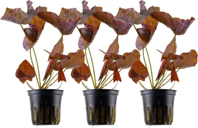 Produktbild von Aquarium Pflanze 3 Stück Nymphaea Lotus Tigerlotus Wasserpflanzen Nr.019 Set
