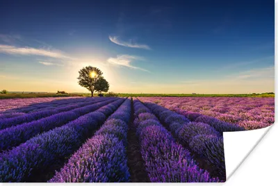 Produktbild von MuchoWow® Poster Lavendel - Sonne - Baum - Blumen - Lila 60x40 cm - Schlafzimmerdekoration