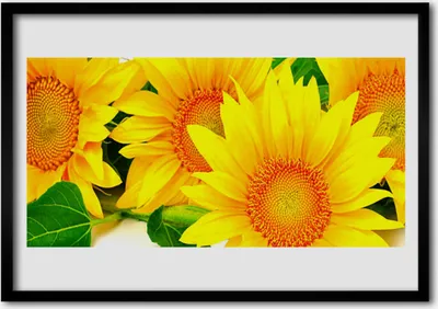 Produktbild von Bild 100x70 MDF-Rahmen Wandkunst Sonnenblume Natur