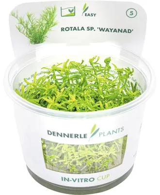 Obrázek produktu pro Vodní rostlina Rotala sp. 'Wayanad' In-Vitro