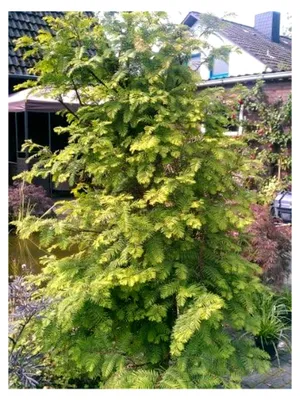 Produktbild von Urwelt-Mammutbaum Metasequoia glyptostroboides 60-80 cm hoch im 3-Liter-Pflanzcontainer