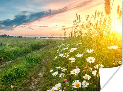 Produktbild von MuchoWow® Poster Blumen - Gänseblümchen - Natur - Sonne - Horizont 160x120 cm - Foto Plakat