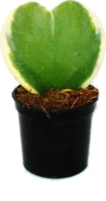 Zdjęcie produktu dla Hoya kerii - dwukolorowa roslina o lisciach sercowatych, roslina sercowata lub male kochanie - doniczka 6 cm - sukulent