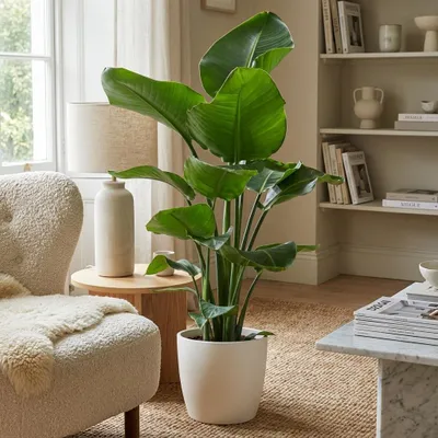 Image de Green boutiQ - Plante d'intérieur - Oiseau du paradis - Strelitzia Nicolai - Vert - Entretien facile - 1 Plante - avec Pot Blanc - Pot 21cm - Hauteur 80 - 90cm
