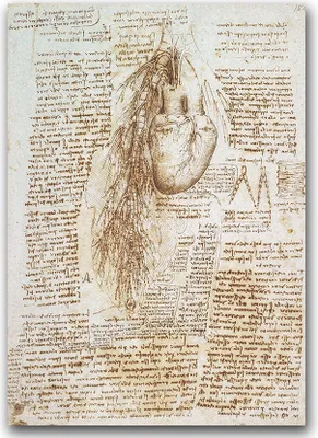 Produktbild von Poster - Canvas - Leinwand - 59,4 cm x 84,1 cm - Fotoposter - Leinwandkunst - Anatomie Da Vinci