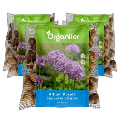 Obrázek produktu pro 250 cibulek Allium Fialová senzace (XXL květinové cibulky 12/+ cm) - Organifer