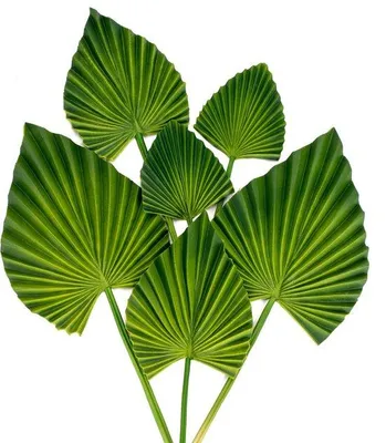 Immagine prodotto di Foglie tropicali artificiali, confezione da 6 pezzi, PU, stelo flessibile, per matrimoni, feste, decorazioni per la casa