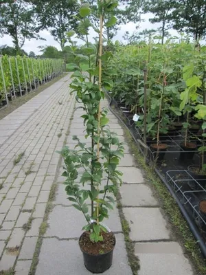 Produktbild von Carpinus betulus Lucas - Säulen Hainbuche Lucas 100-125cm
