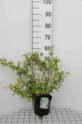 Produktbild von Deutzia ros. 'Campanulata' - Maiblumenstrauch 40- 60 cm Container