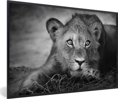 Produktbild von MuchoWow® Gerahmtes Poster Wildtiere - Löwe - Natur - Schwarz - Weiß 30x20 cm - Poster mit Schwarzem Bilderrahmen Wandposter Rahmen Foto Bilder - Kunstdruck - Bild-Poster