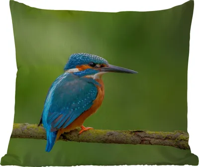 Produktbild von MuchoWow® Outdoor Kissen - Eisvogel - Zweig - Moos - Vogel - Grün - 40x40 cm - Wetterfest - Lounge Kissen - Kopfkissen - Interieur - Polster mit Bild