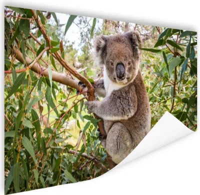 Produktbild von MuchoWow® Poster Koala - Baum - Blätter - Kinder - Jungen - Mädchen 180x120 cm - Fotoplakat