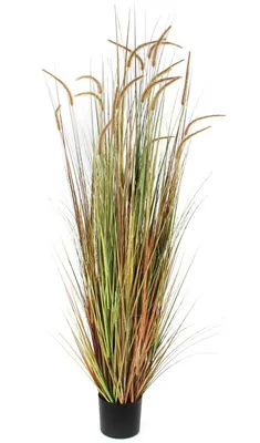 Federgras Dogtail 180 cm   VB 653790