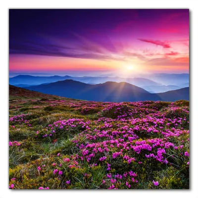 Produktbild von Wallario selbstklebende Möbelfolie/ Tischdecke für Innen und Außen, Größe: 70 x 70 cm - Blumenbedeckte Wiese bei Sonnenuntergang